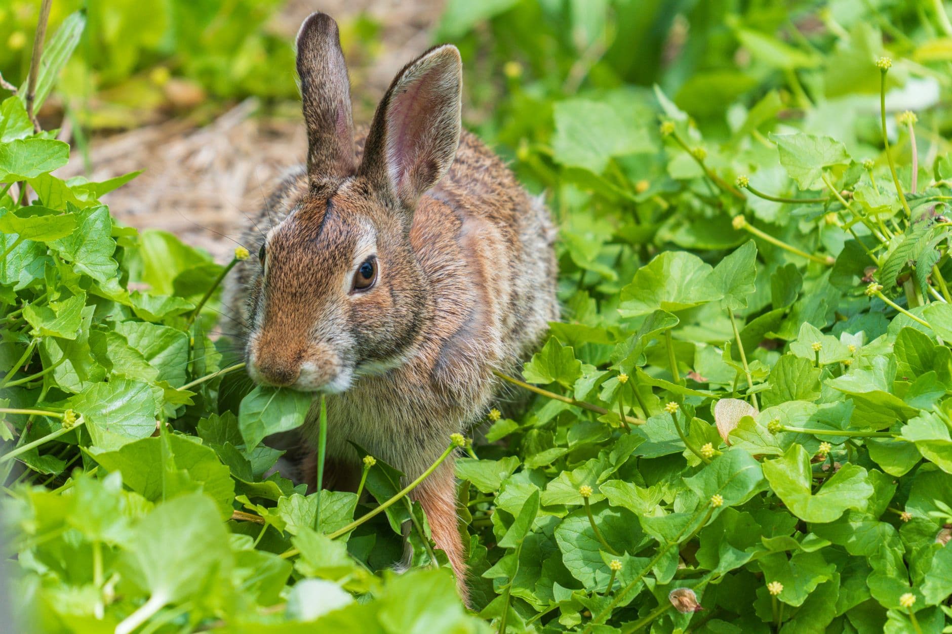 Suffolk County reports three probable tularemia cases, health officials warn