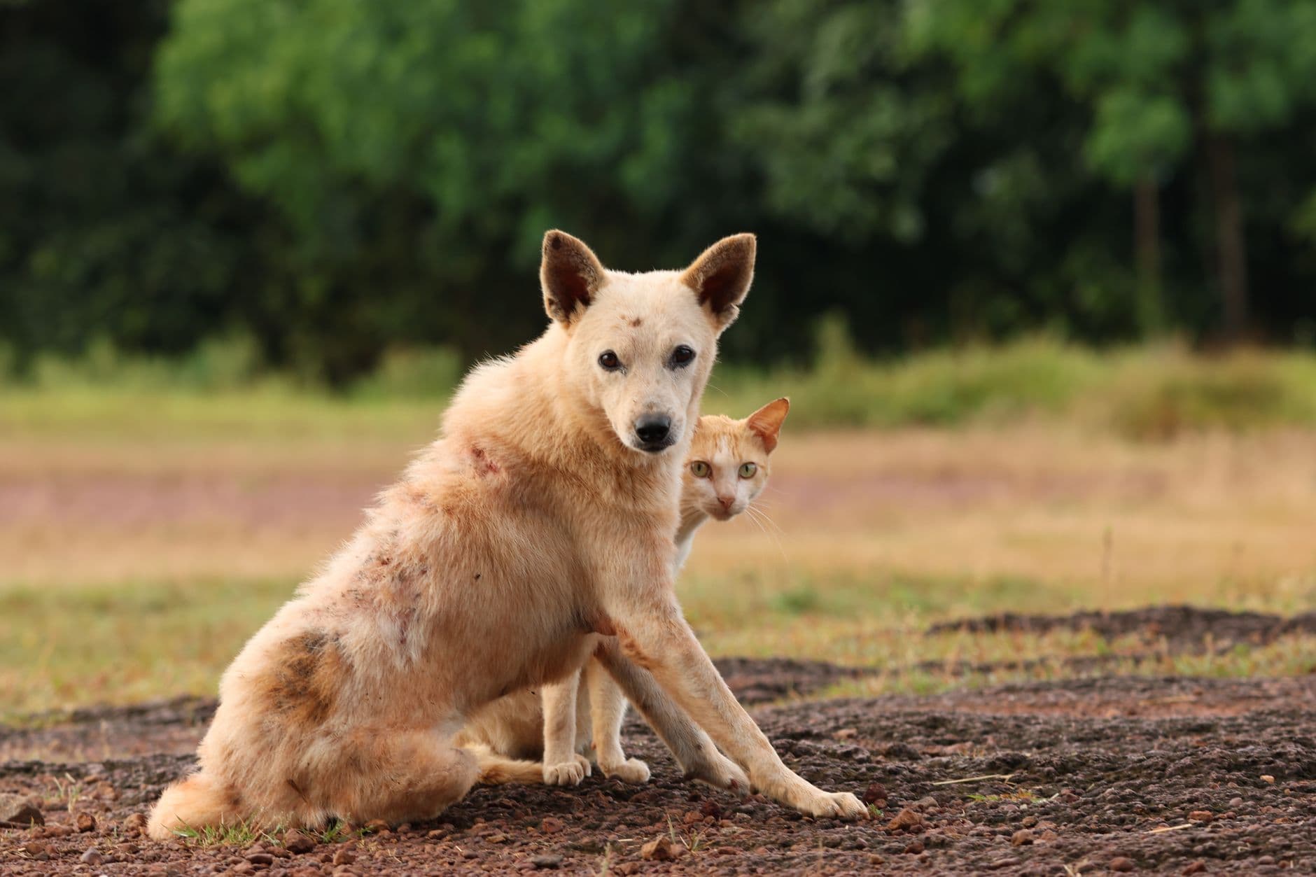 San Francisco rescue hires cat to test senior dogs for adoptions
