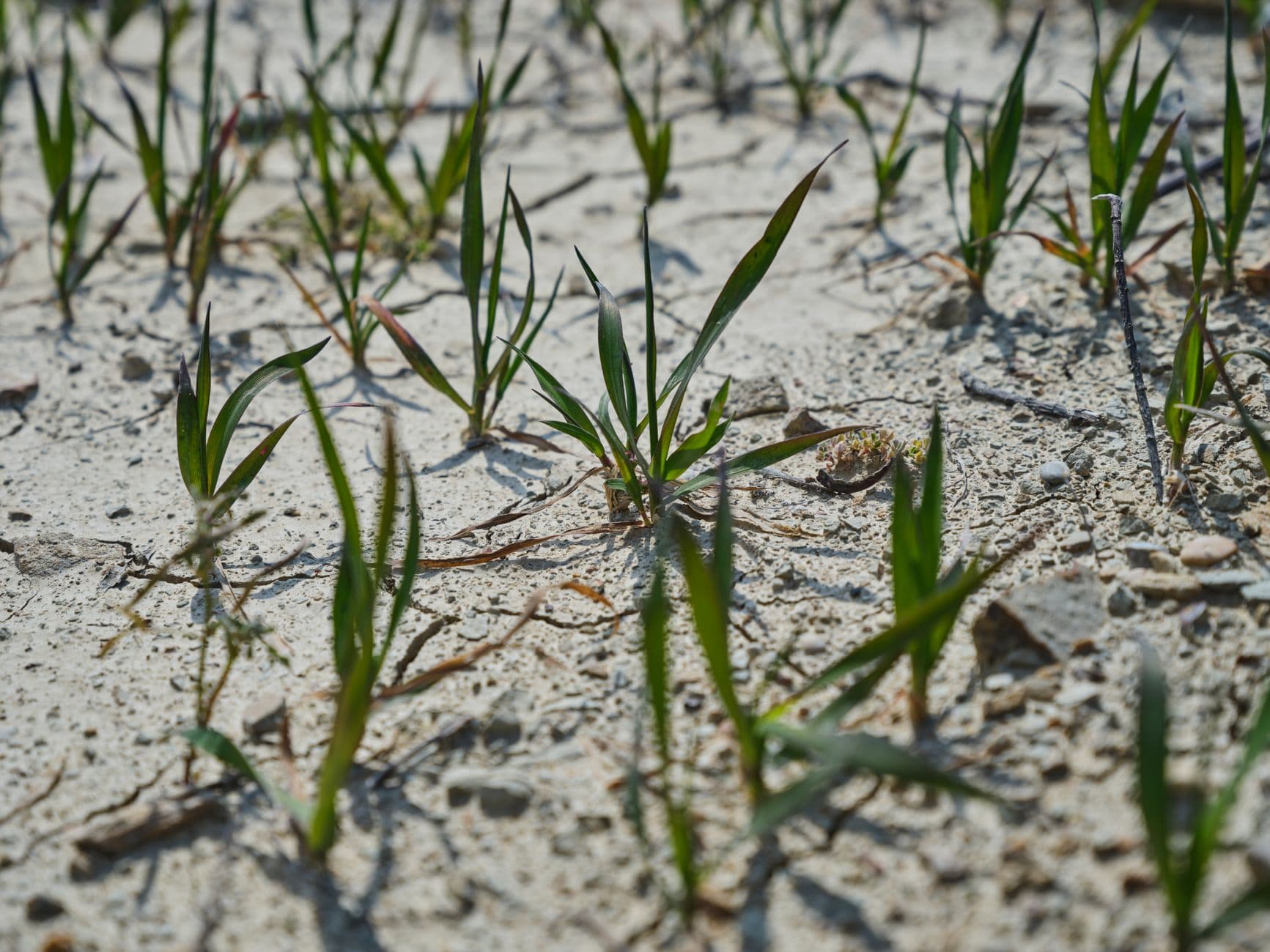 Los Lunas plant center develops drought-ready conservation solutions