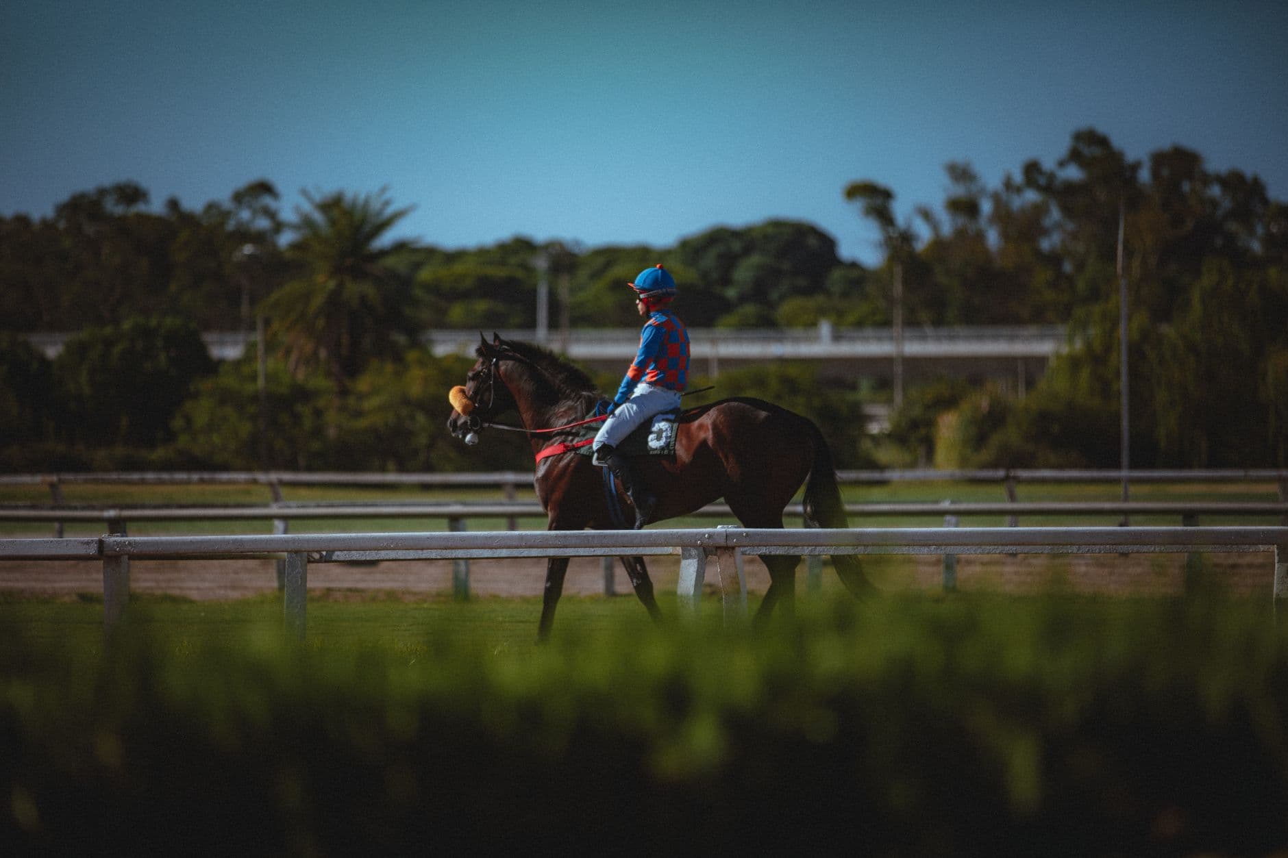 Luz Solar set for rare Japan start by Gainesway sire Karakontie
