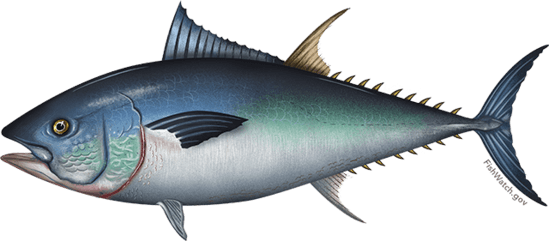 NOAA guide helps tuna anglers navigate federal compliance rules