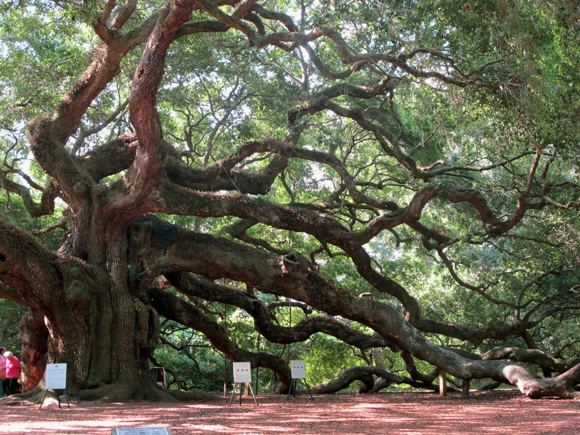 Goochland launches Witness Tree Challenge for America’s 250th anniversary