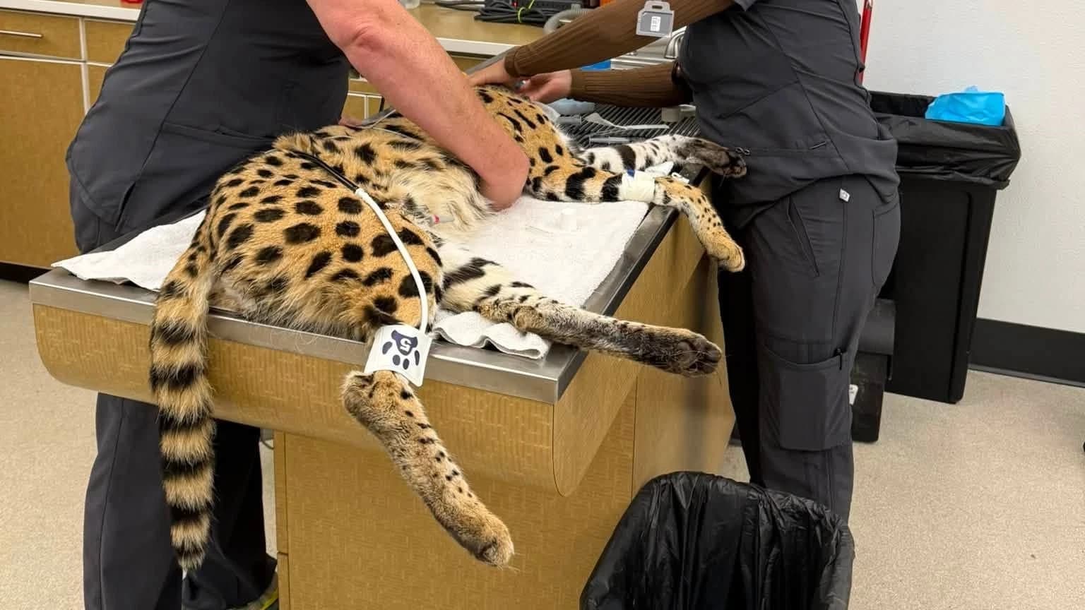 Related photo