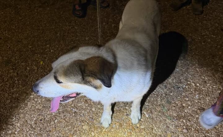 Lafayette County sheriff's office reports missing dogs found safe at home