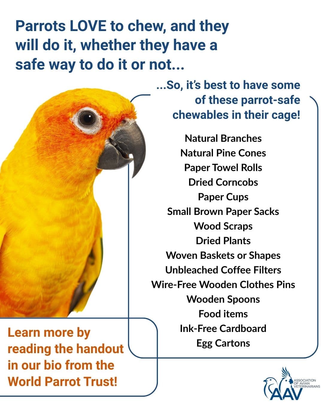 AAV outlines five enrichment types to keep parrots engaged