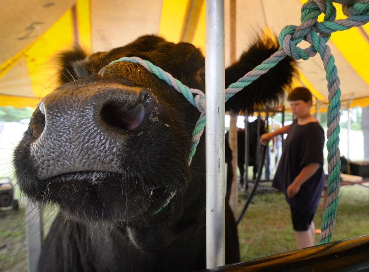 Menominee County Fair preview highlights family fun and local tradition