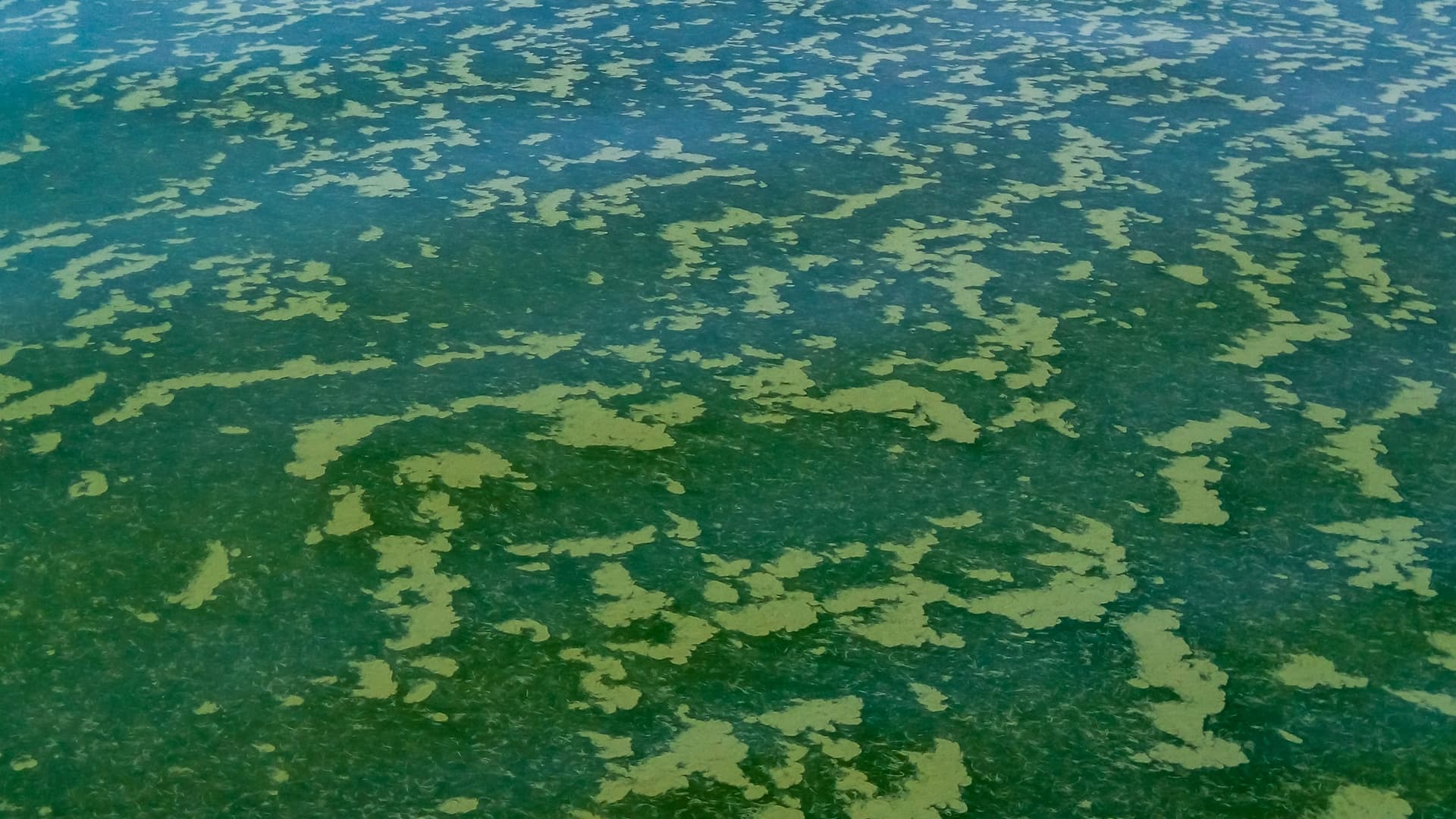 Patoka Lake draws visitors year-round, DNR warns of algae advisory