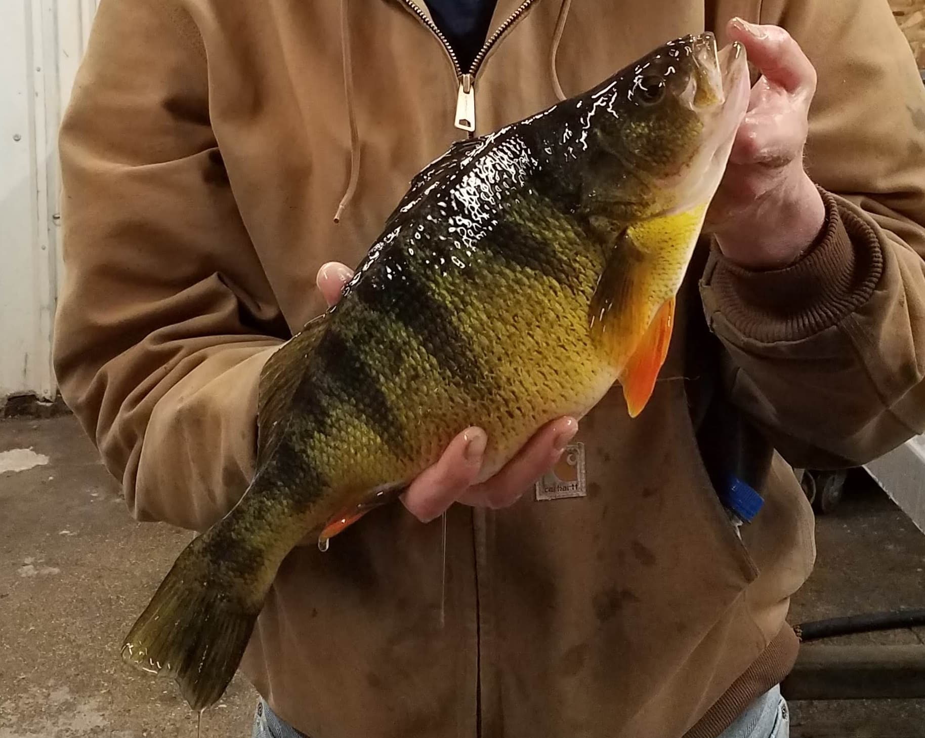 Pickeral Lake drawdown boosts walleye and perch fishing in Buena Vista County