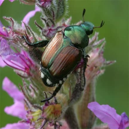 Possible Japanese beetle sightings raise concern in Kootenai County