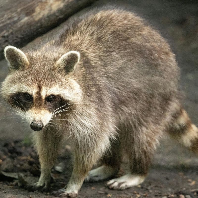 Buncombe County issues wildlife exposure alert for Candler visitors