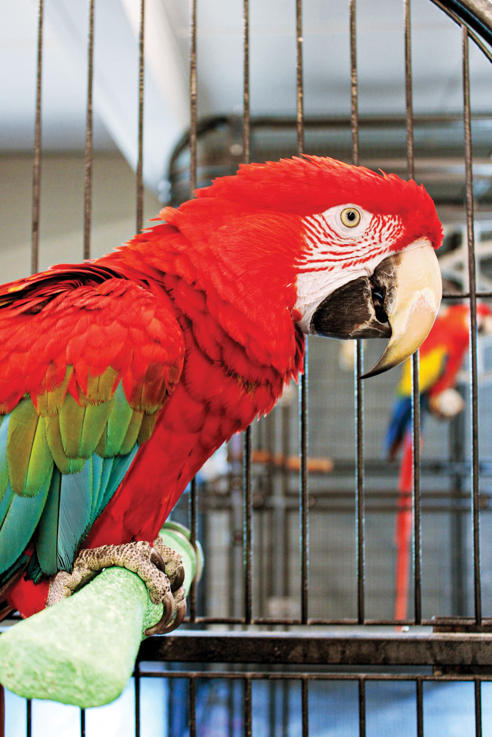 Rhode Island Parrot Rescue to meet families at Wickford Art Festival