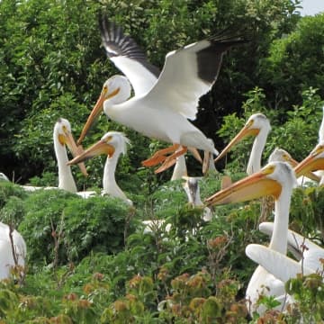 Chase Lake refuge offers limited access, major bird habitat near Medina