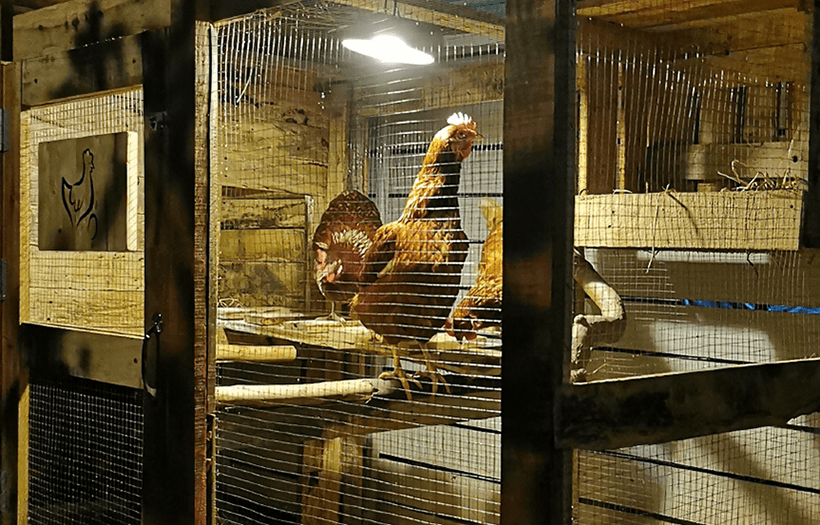 Why hens slow egg laying in winter, and how light helps