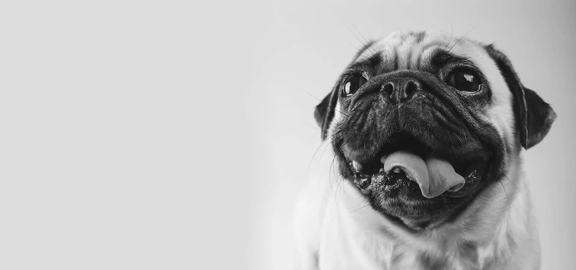 Tiny Paws Pug Rescue hosts outdoor pug yoga in Union City