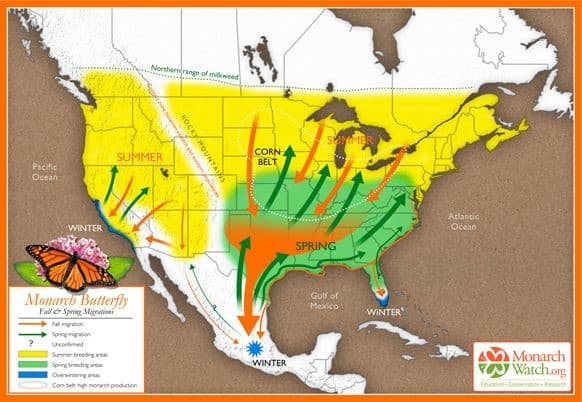 Monarch butterfly migration rises, despite habitat loss threats