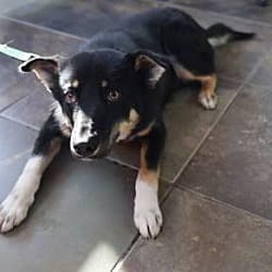 Los Alamos County shelter spotlights calm German Shepherd Sarge