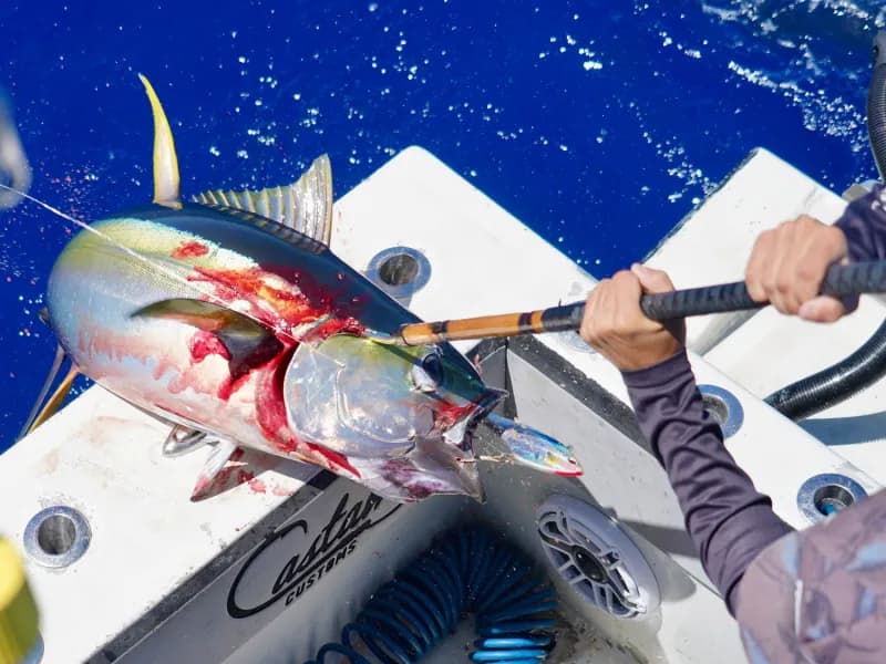 Bluefin action along the coast boosts Port Canaveral yellowfin bite