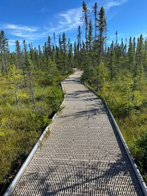 Big Bog offers a rare walk into Minnesota’s last wilderness