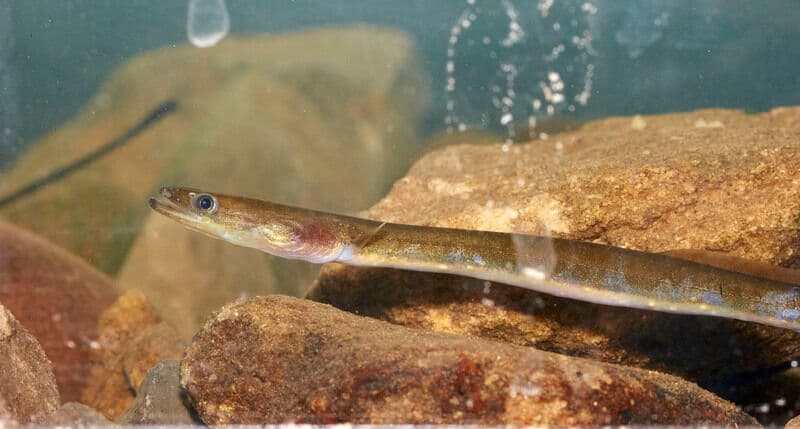 Lewisburg classroom eel program continues hands-on science lessons