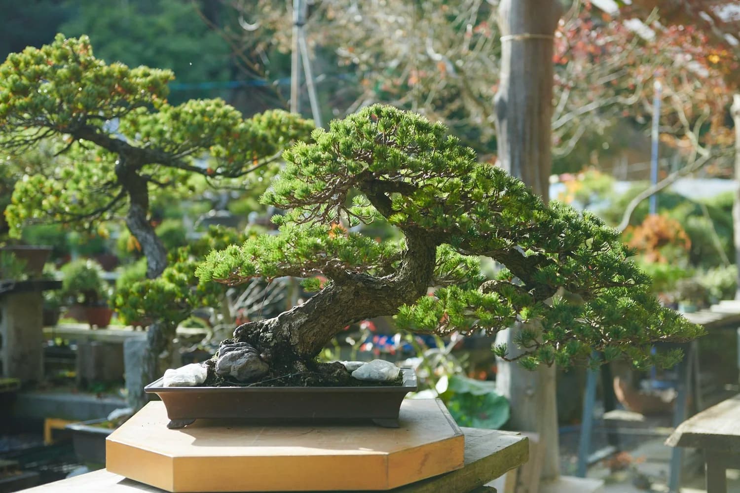 Bonsai began in China and was refined into an art in Japan