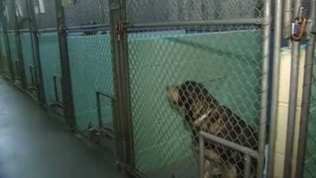 North Carolina issues record $300,000 animal cruelty fine in Guilford County