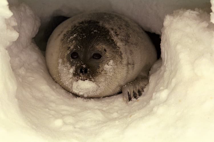 Alaska, North Slope Borough sue to overturn ringed seal listing