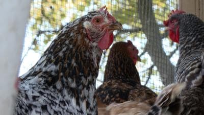Missouri judge strikes down law protecting backyard chickens from HOAs