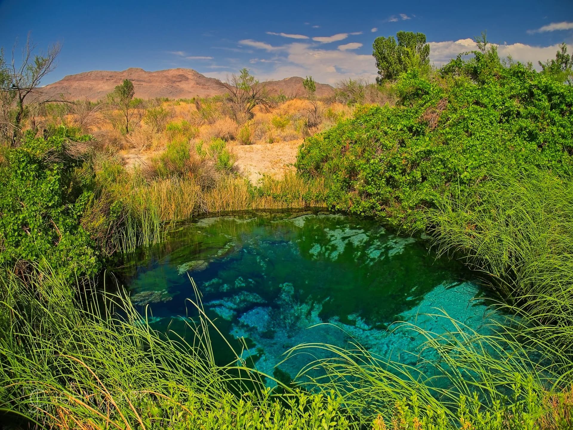 Ash Meadows refuge offers rare desert oasis and endemic species