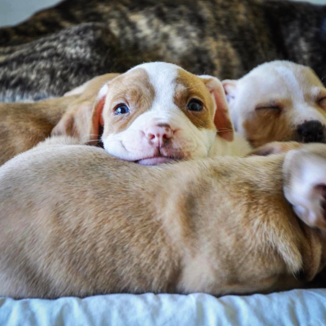 Phoenix rescue's Paws + Reflect puppy yoga keeps dates open
