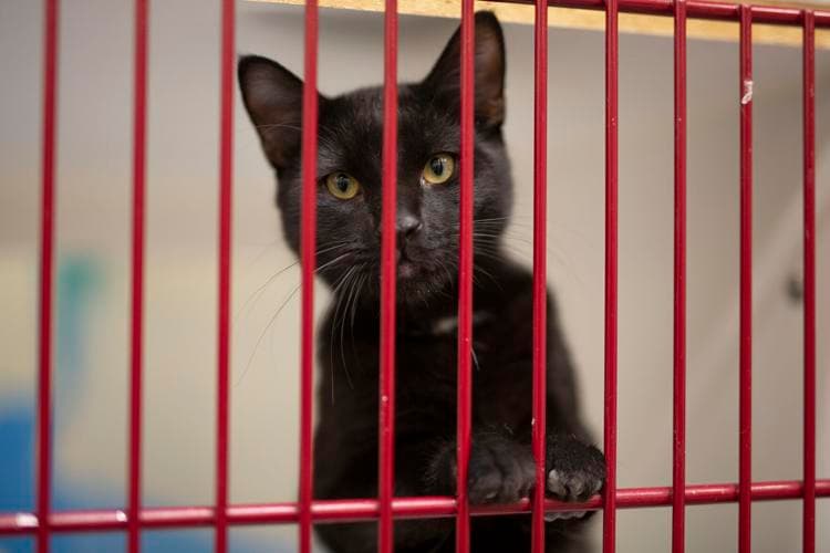 Albany County warns after cat tests positive for plague