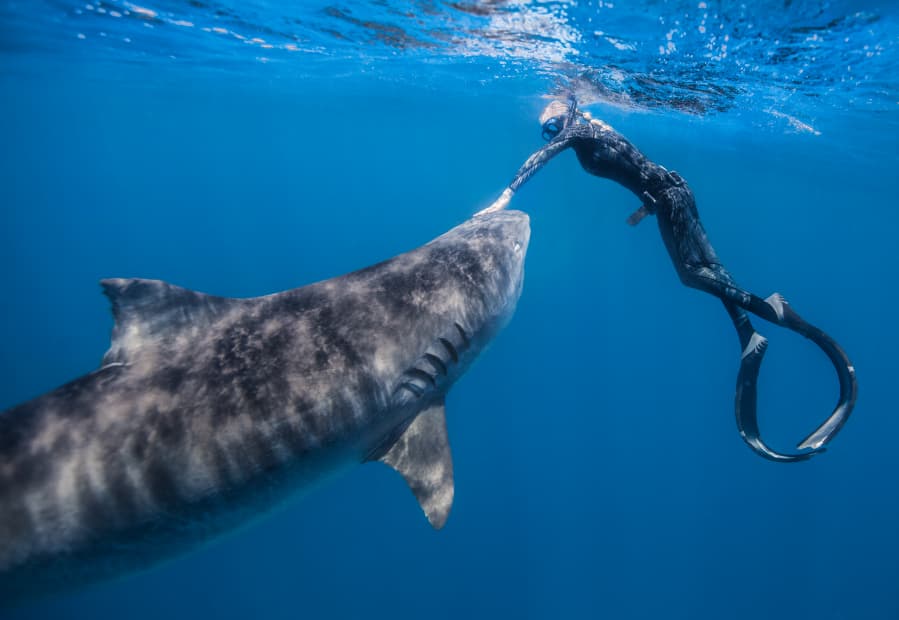 Kona diver uses viral shark video to teach ocean safety