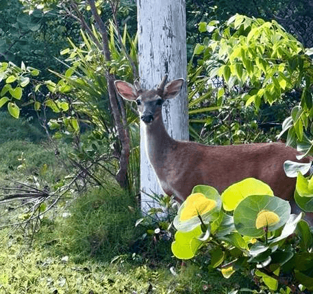 Monroe County seeks federal help to track, protect Key deer
