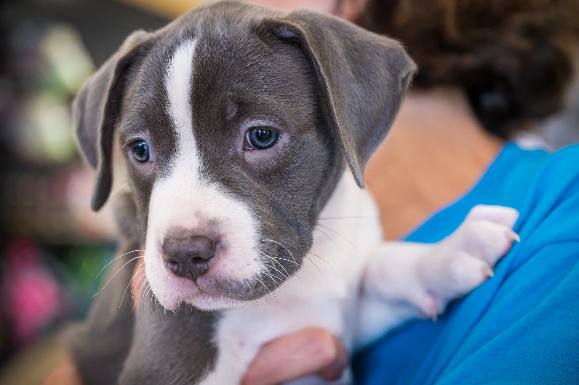 Selma rescue left without dog food after theft