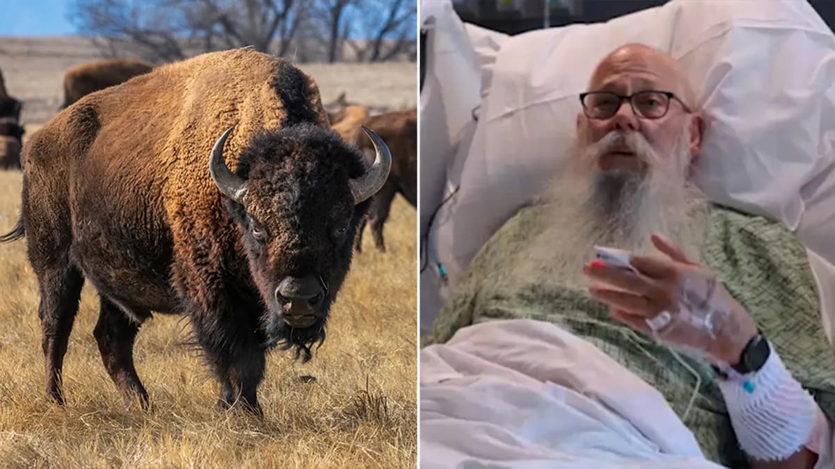 Yellowstone bison attack leaves tourist with multiple fractures