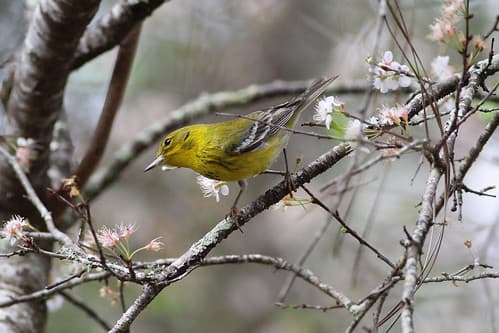 Chinsegut wildlife area offers trails, birding and diverse habitats in Hernando County