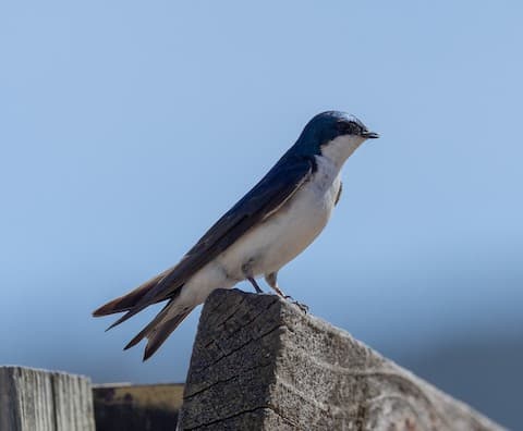 Ladd Marsh highlights Union County’s wetlands and migratory bird habitat