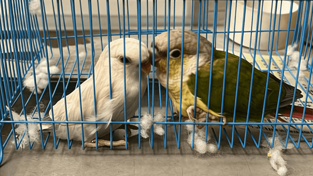 Shenzhen customs intercepts hidden CITES-listed parrots in travelers' pockets