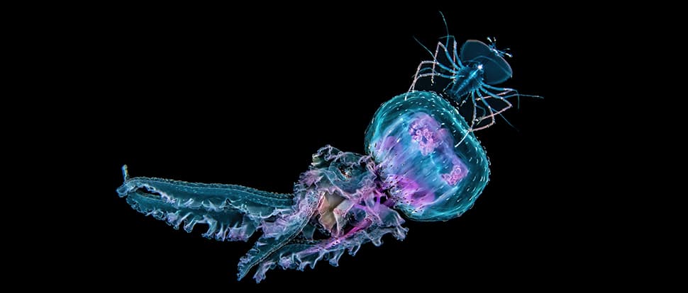 Kona blackwater diving reveals larval fish and pelagic life at night