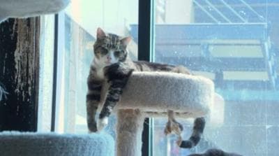 Lane County rescue event helps dozens of cats find homes
