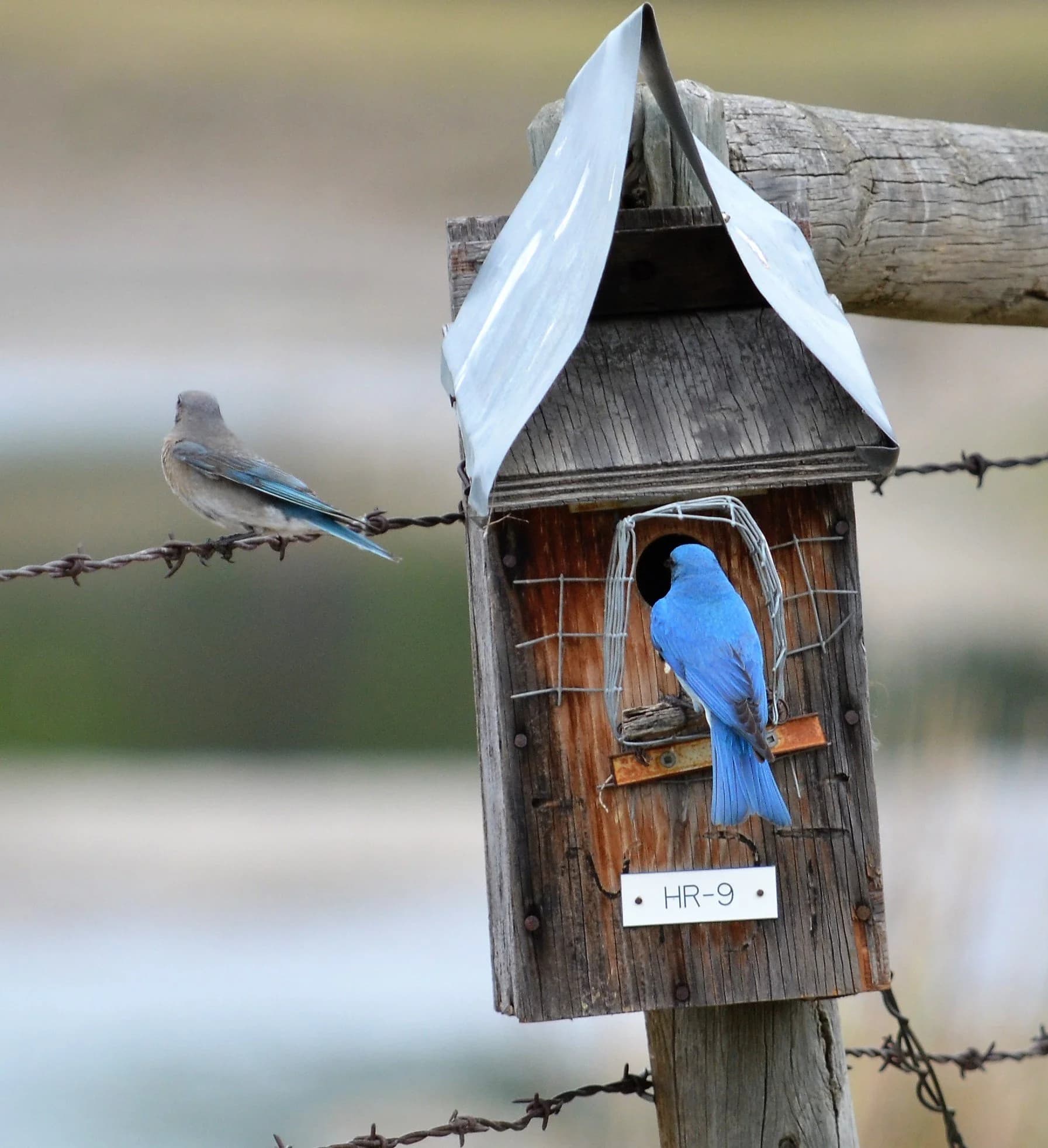 Autauga Bluebird Trail brings citizen science to Highway 14 corridor