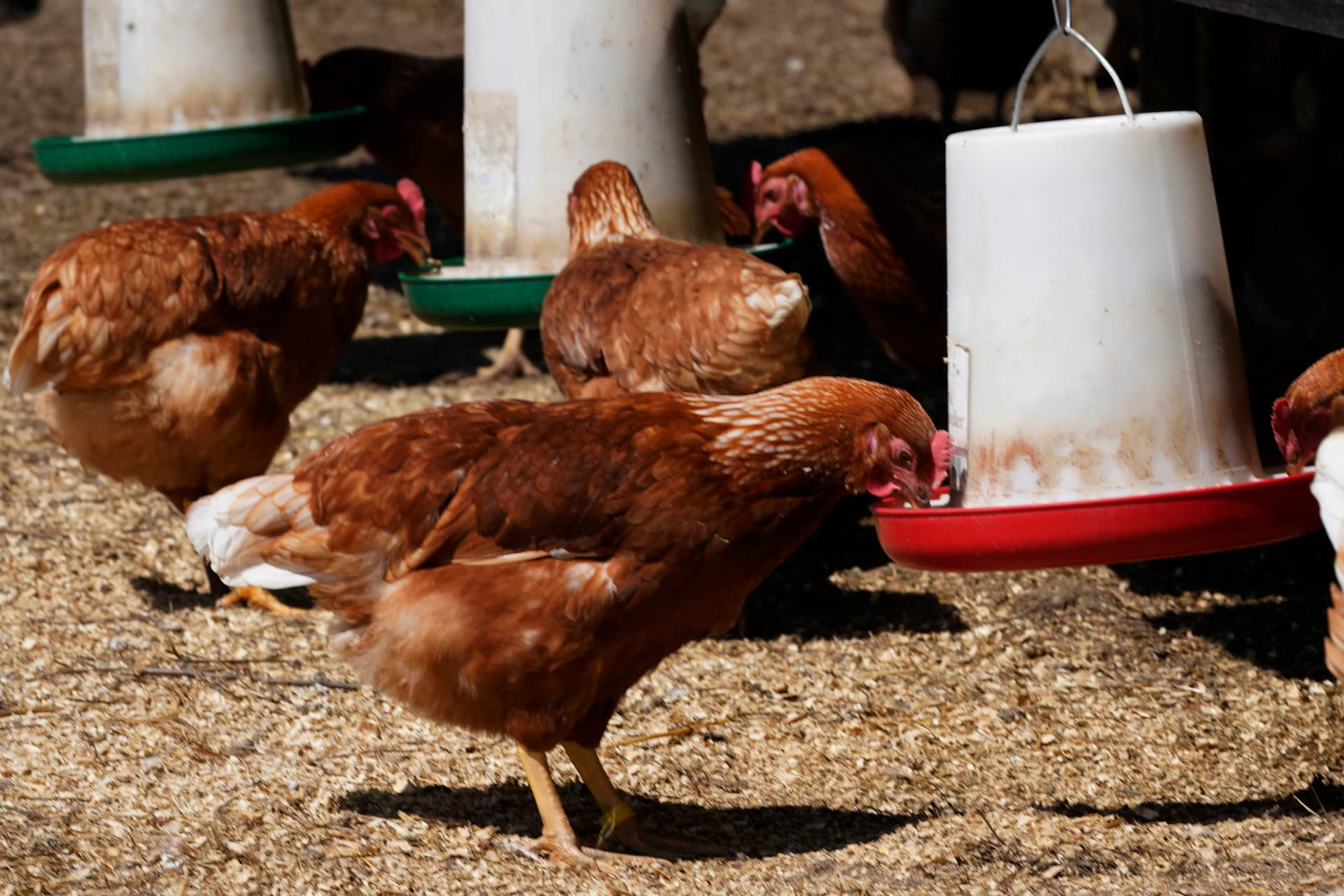 Colonial Heights council weighs backyard hens in low-density neighborhoods