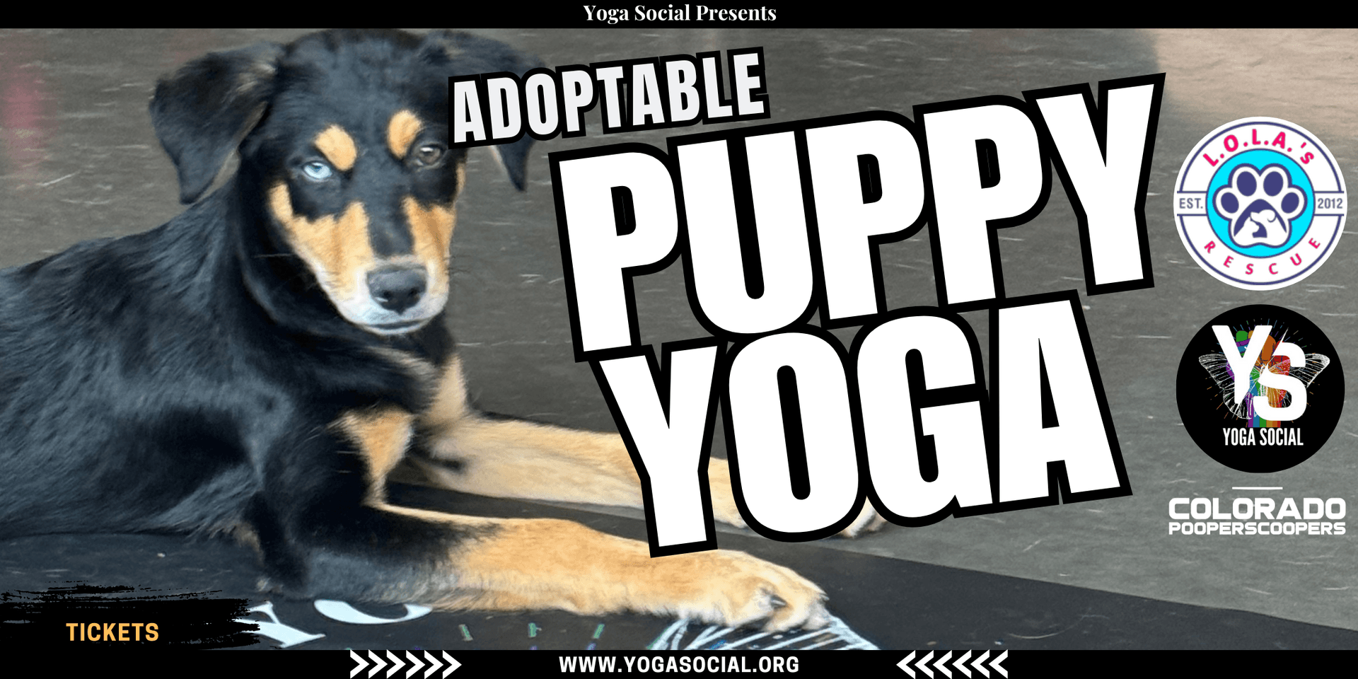 Denver puppy yoga event promotes adoption for L.O.L.A.S Rescue