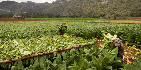 Why Cuba’s best tobacco comes from Pinar del Río’s Vuelta Abajo