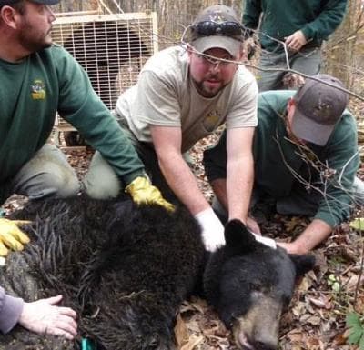 Collared black bear in Vinton County helps wildlife tracking efforts