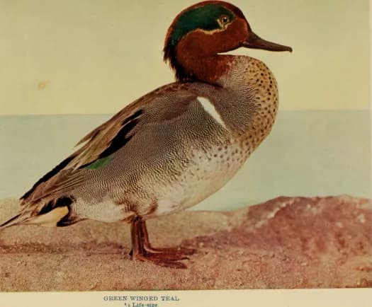 Goshen marsh sanctuary offers year-round birding beside Heritage Trail
