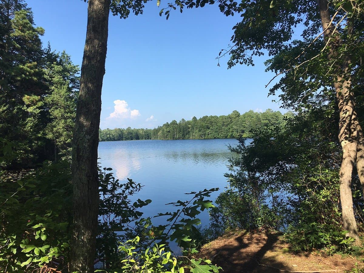 Belleplain State Forest, Cumberland County’s expanding public-lands anchor