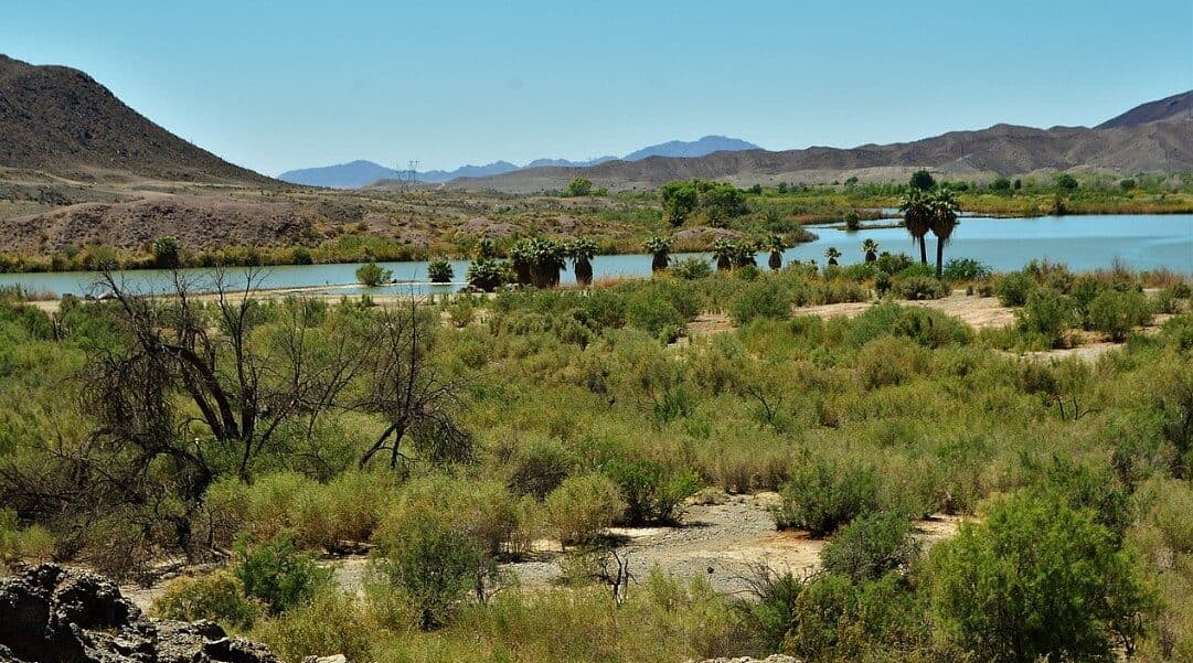 Mittry Lake offers rare wetland habitat, camping and birdwatching in Yuma County