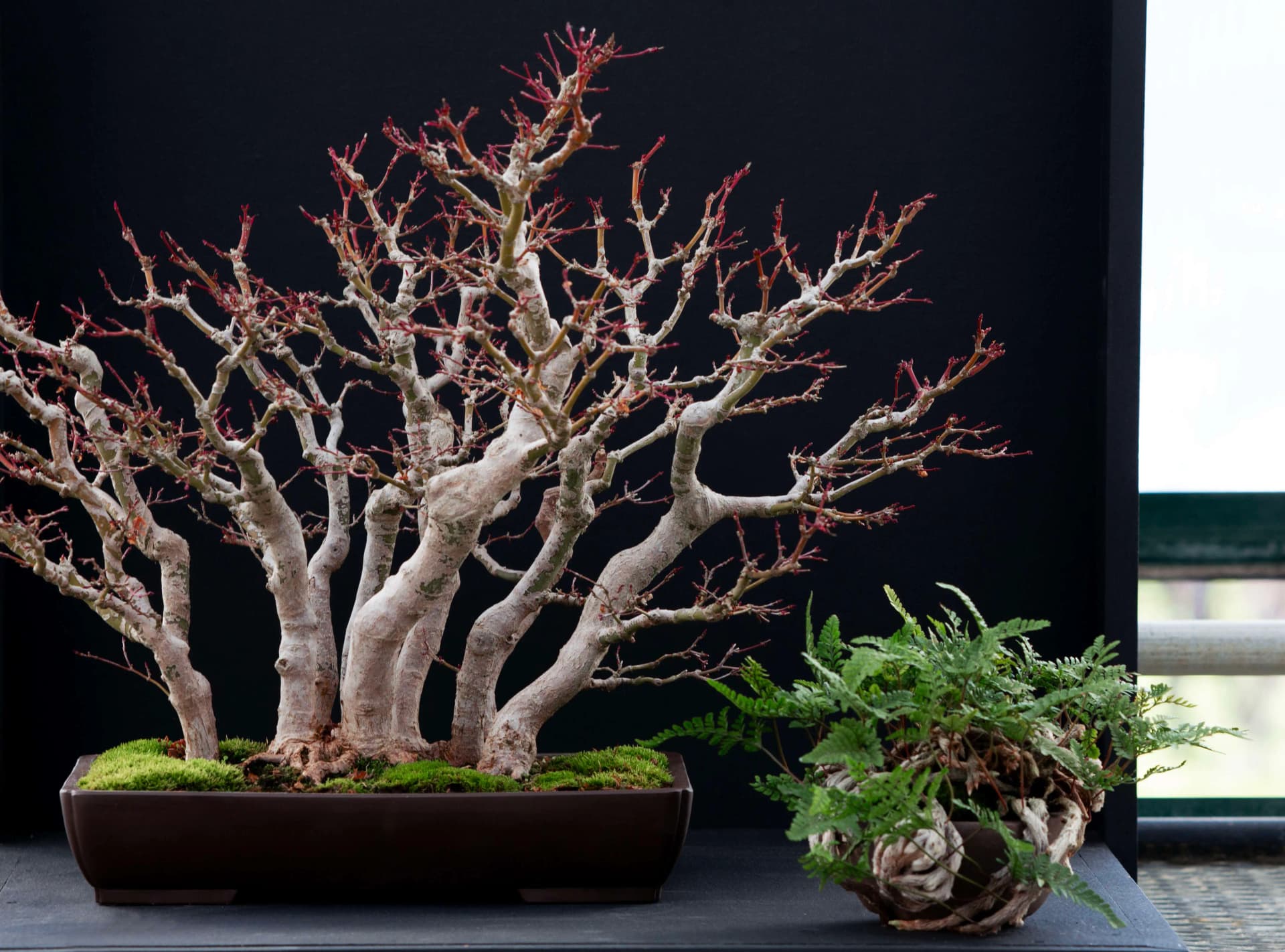 How tokonoma displays shape advanced bonsai presentation
