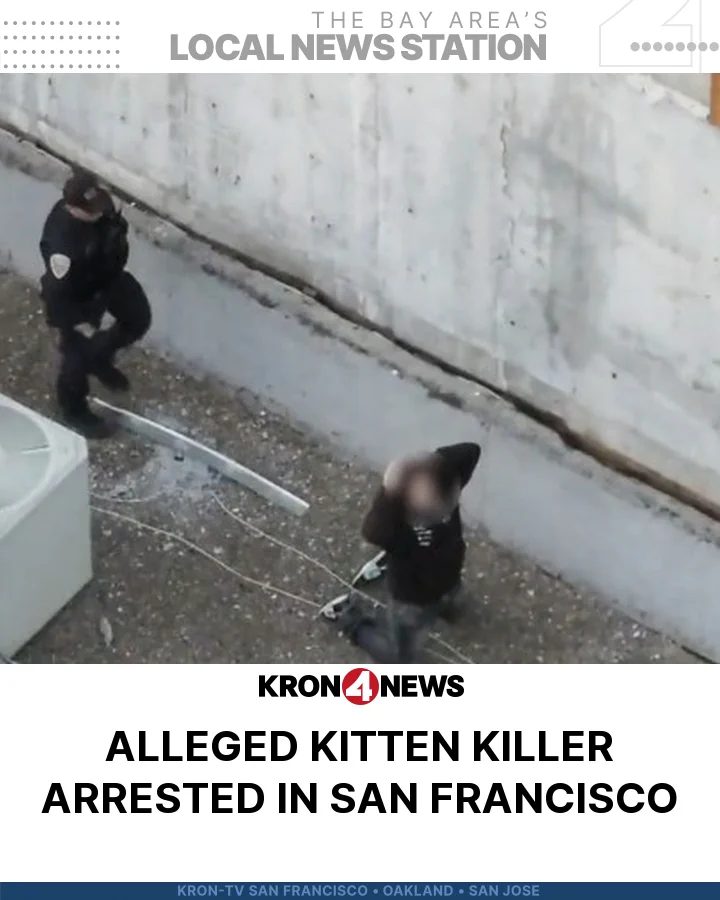 San Francisco man arrested in kitten torture death case