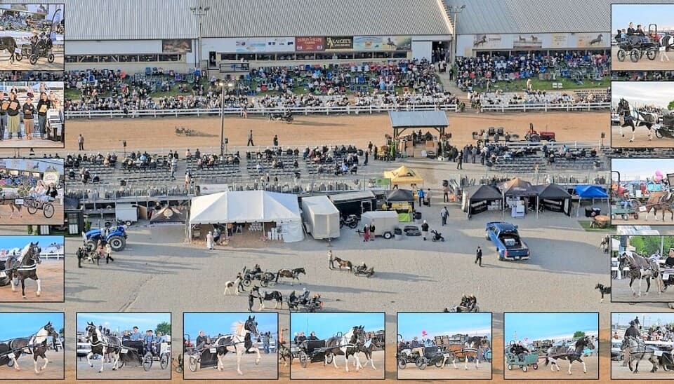 Pony cart auction raises $201,000 for Rainbow of Hope